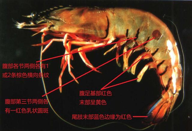 虾类图鉴：对虾的外部结构与虾体基本构造