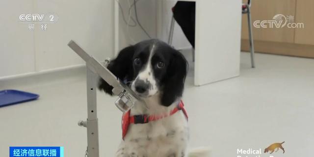 狗能嗅出新冠病毒？英国豪掷430万元，训练医疗