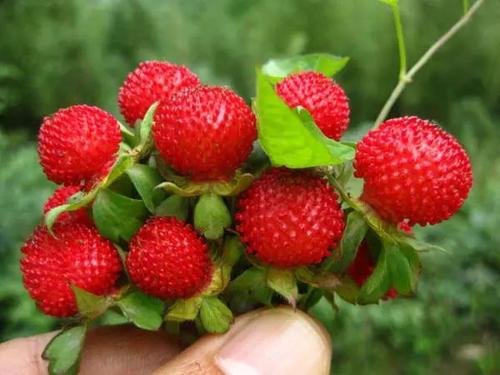 乡村草丛中的蛇莓能吃吗？为何大人要“骗”小孩说不能吃呢？