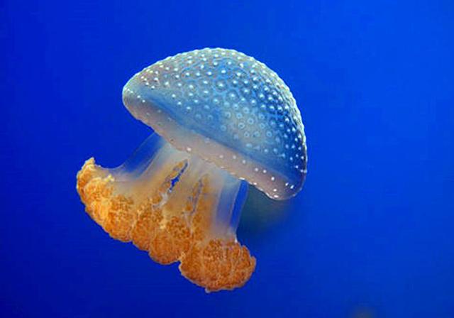 海蜇是钵水母纲,根口水母科,海蜇属的统称,所以海蜇可以说是水母,而