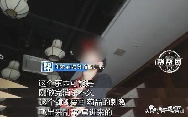 在菜里吃出“油炸蟑螂”，拍视频又惊现活蟑螂