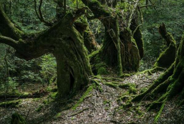 新疆发现最古老森林，距今已有3.71亿年历史-第4张图片-IT新视野