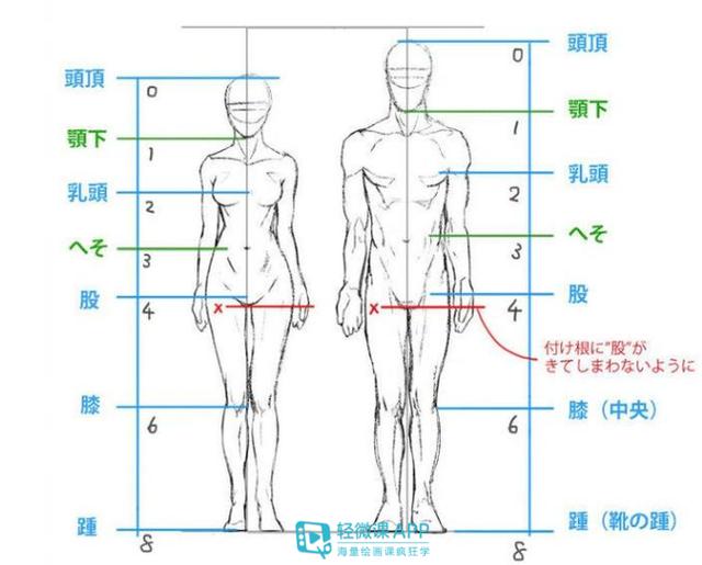 头一肩二臂三头,躯三腿四足一头;画手一头三分二,大腿小腿各两头