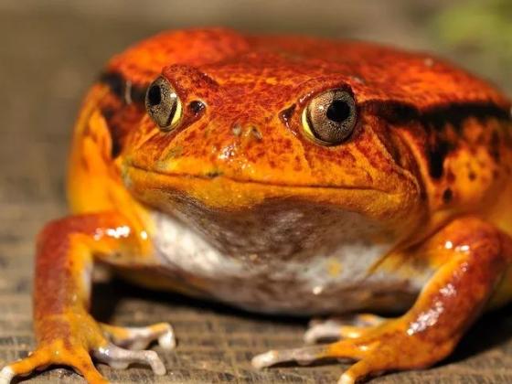 物种百科：番茄蛙