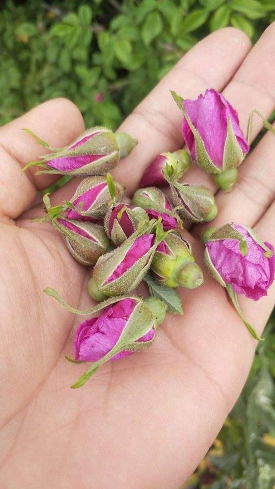 4种花用处多，摘下花瓣泡茶喝，还能清热解暑