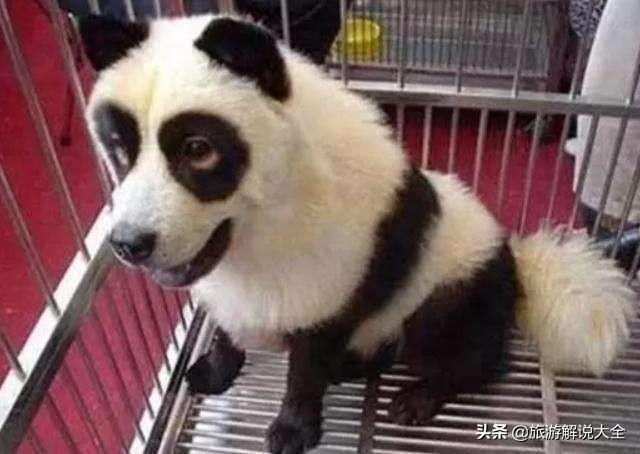 印度租大熊猫失败之后，竟然自己“制造”，网友看完捧腹大笑