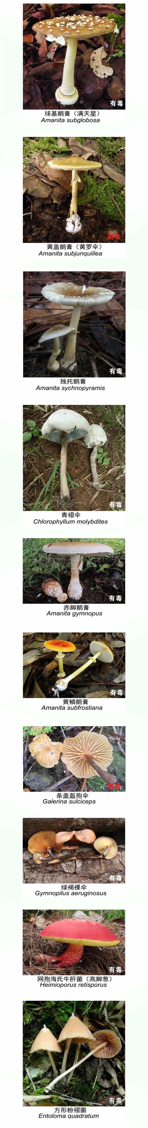 认清这些有毒野生菌，眼睛不会冒“金星”| 心连心