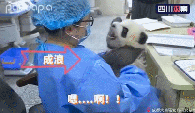 不配合|熊猫宝宝拒不配合，还不停和饲养员吵架顶嘴饲养员只能投降