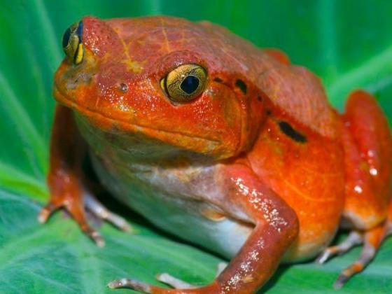 物种百科：番茄蛙