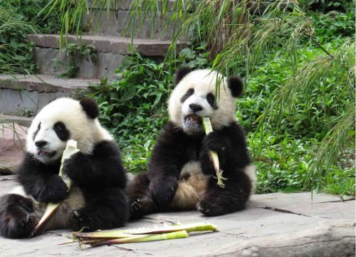 在户外山君遇上熊猫会怎样，是否吃掉熊猫？