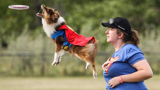 各种训犬方式大比拼！要花多少钱？哪种更适合狗狗？