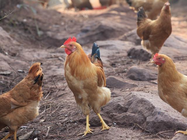 核地雷怕冷怎么办？英国科学家让鸡用体温保持