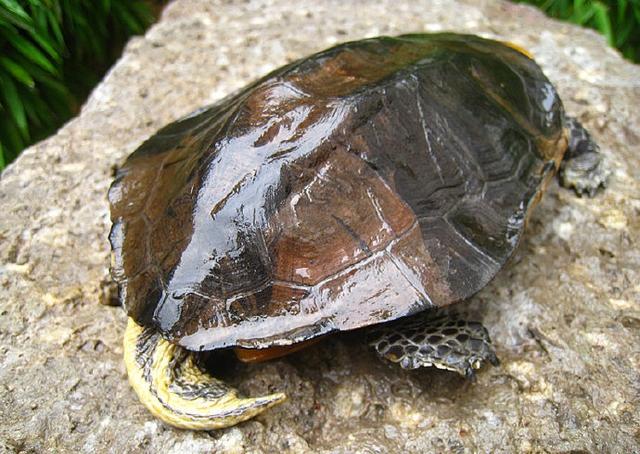 物种百科：红头扁龟