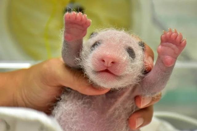 赠台大熊猫“圆仔妹”初露萌态 前爪“比心”萌翻岛内(图)