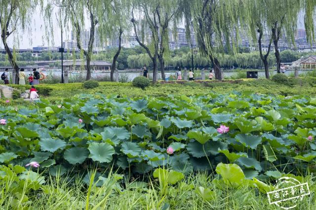 曲江卧莲台，一池荷花醉夏天