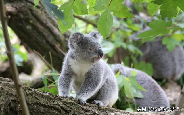 “中国神器”澳洲走红，解决了他们麻烦，当地人：中国人真聪明
