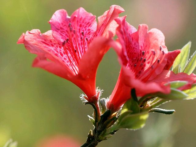 耐阴的开花植物有哪些？