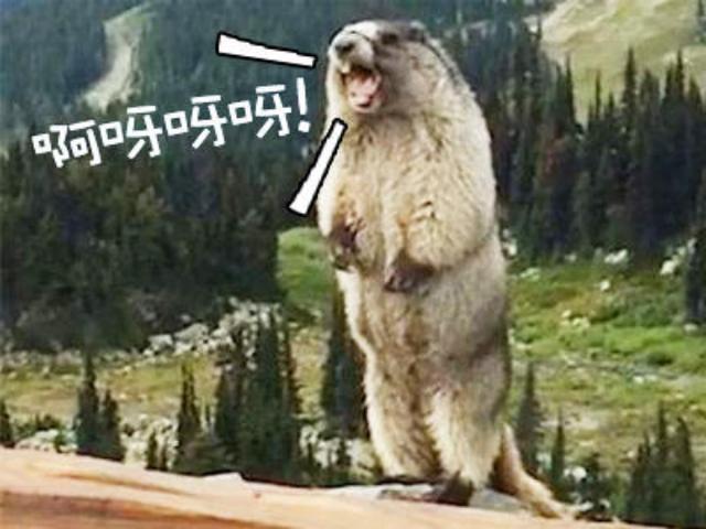 “男神收割机”贾玲成“渣女”，力压巩俐袁泉