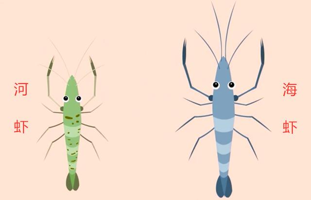 河虾和海虾的区别图片：教你最简单的识别方法,