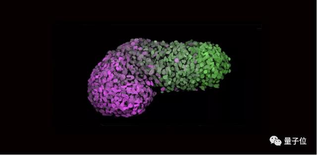 21天的你长这样？剑桥博士小姐姐造「人造胚胎」，2篇Nature到手