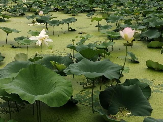 夏天来了，到南宁市里的这个天然氧吧，走花路