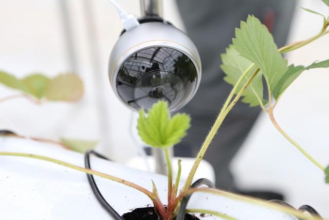 拼多多|拼多多赋能数字化农业，他们还隐藏了多少黑科技？