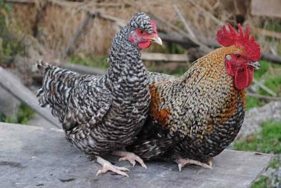 提高土鸡产蛋率，杜仲叶提取物，快速恢复鸡病后产蛋率，提高鸡抗应激能力