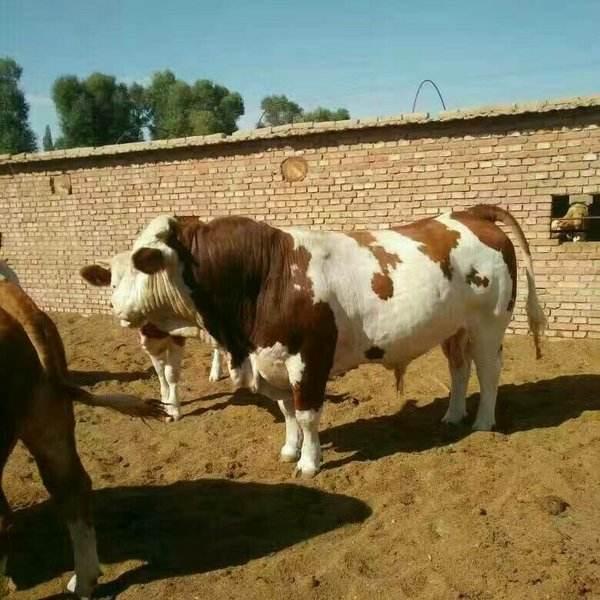 牛肉缺口上百万吨，牛肉市场高达8000亿，为何大