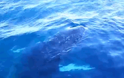 来了！4万多头座头鲸浩浩荡荡逼近悉尼港！气势