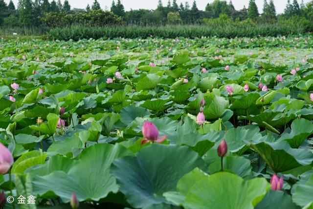 拍鸟、赏花、观虫应有尽有，50后、70后、00后其乐融融