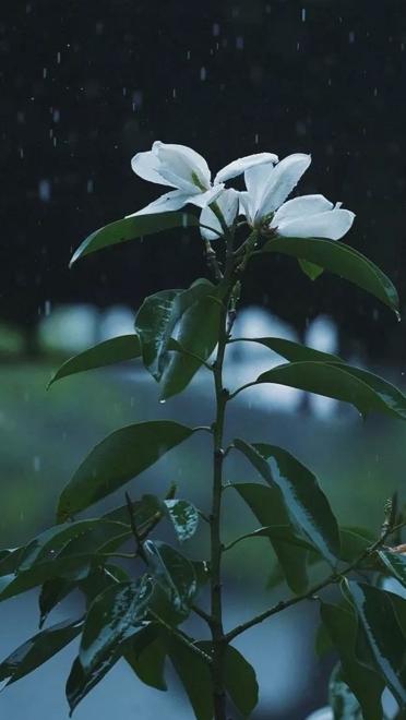 亲爱的小孩，天堂里有没有“传递正能量”？