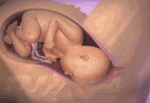 3D实图还原女性分娩全过程,没有一个妈妈能笑着看完