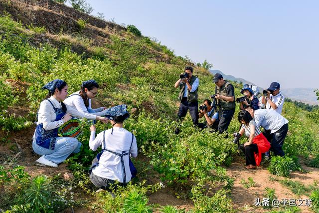 【新时代文明实践】平邑县“5.23”文艺志愿服务活动启动仪式暨第四届金银花农民丰收摄影大赛采风活动举行