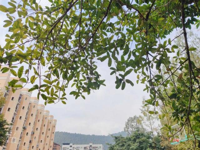 四川这所省级示范公办专科大学，建有多个附属医院