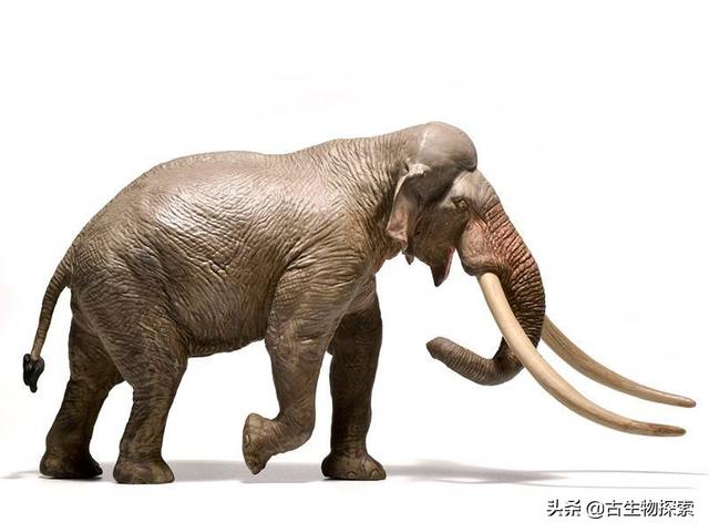 巨象迷你版可能会被巨型天鹅欺负！