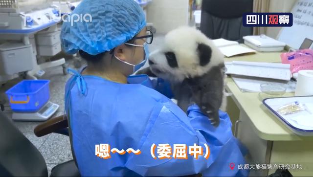 不配合|熊猫宝宝拒不配合，还不停和饲养员吵架顶嘴饲养员只能投降
