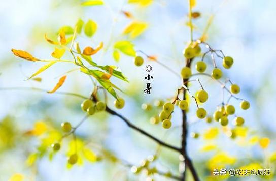 「关于」今日小暑 关于小暑节气的农谚有哪些