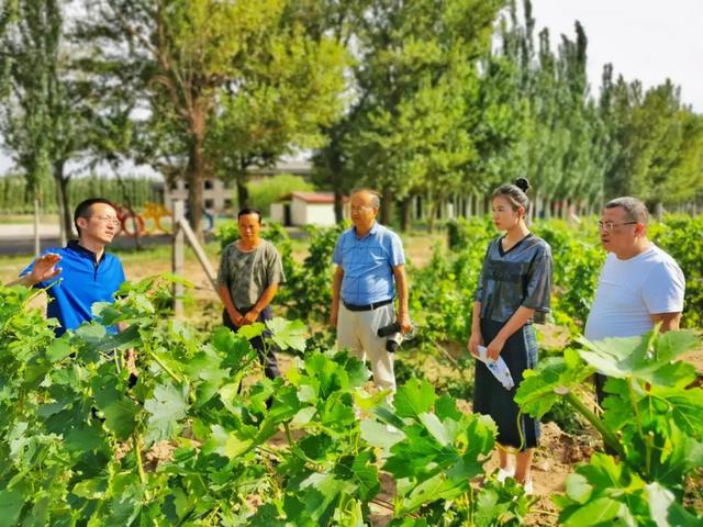 小康路上的农科印记⑧ | 葡萄产业“酿出”脱贫攻坚“乌海味道”