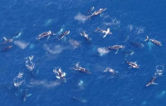 来了！4万多头座头鲸浩浩荡荡逼近悉尼港！气势