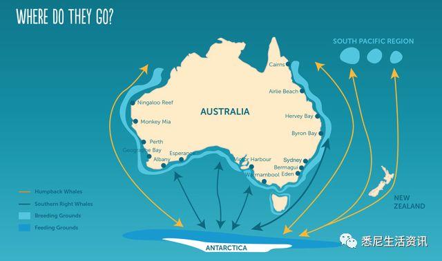 来了！4万多头座头鲸浩浩荡荡逼近悉尼港！气势