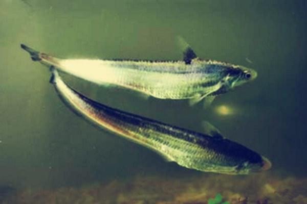 黄河刀鱼与长江刀鱼：不同的水养出同类的鱼！愿能重回百姓餐桌
