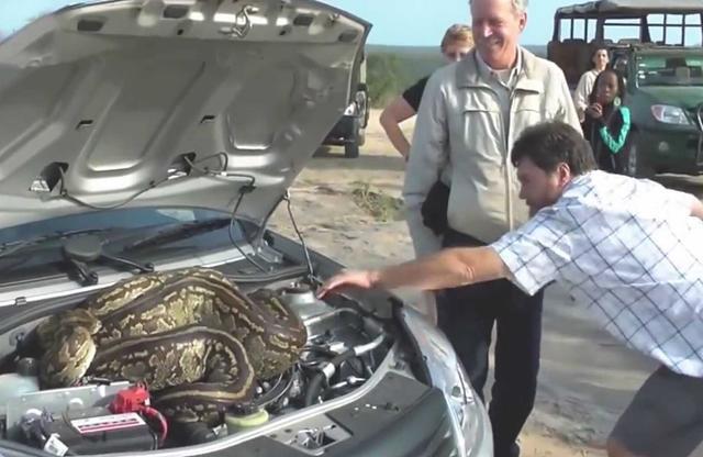 男子开车有动静，停车发现车里有只蛇，顿时不