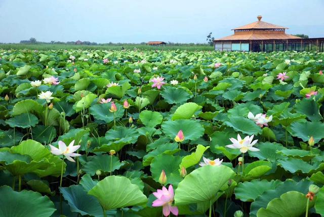 合陽(yáng)：綠色生態(tài)中探求高質(zhì)量發(fā)展的“良方”（圖）
