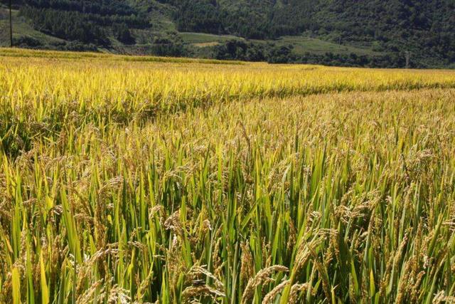 我國稻米種植技術，遠比美國要精致的多