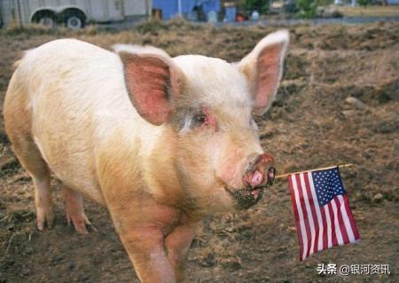 美国进口的猪肉和中国本土猪肉有什么区别？