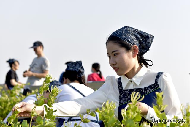 【新时代文明实践】平邑县“5.23”文艺志愿服务活动启动仪式暨第四届金银花农民丰收摄影大赛采风活动举行