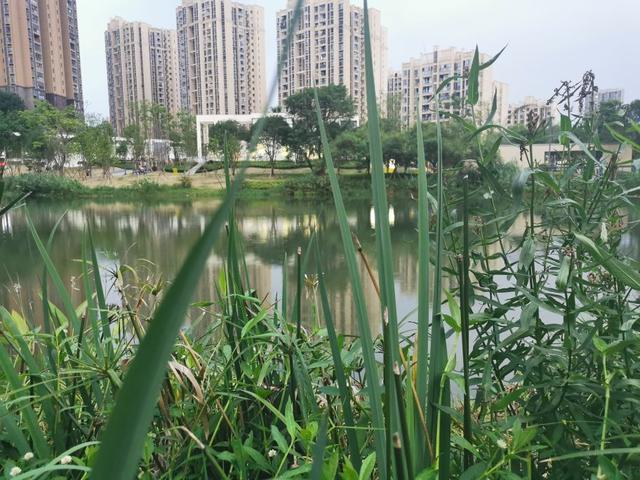 有一座城市，叫做重庆，一个做鬼也要留下来的城市