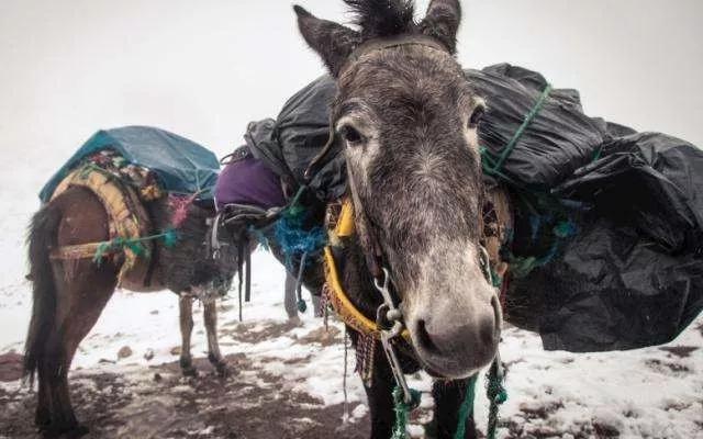 王小波：人、驴与中国文化