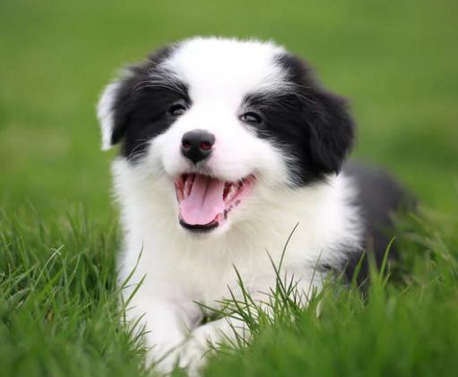 边牧的智商可以高到什么程度？