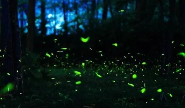 2天嗨够6种玩法，泡温泉、看萤火虫、坐小火车，